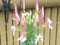 NI(Cleome)