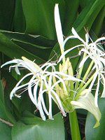 Ni(Crinum)