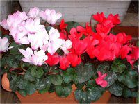 VN(Cyclamen)