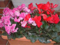 VN(Cyclamen)