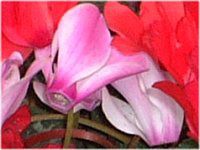 VN(Cyclamen)