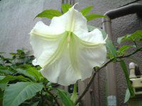 GWFX gybgEc[(Angel's trumpet tree)