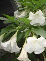 GWFXgybgiAngels trumpetj