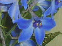 ftBjEiDelphinium)