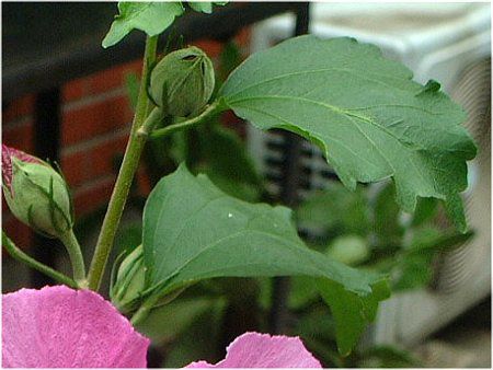 ���N�Q(��)1