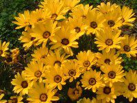 fBzZJ(Dimorphotheca)