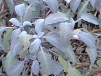 C{[Z[W(Rainbow sage)