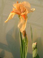 W[}EACX(German iris)