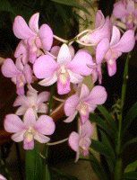 デンドロビウム(Dendrobium)【かぎけんWEB】