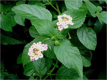 ^i(Lantana)