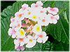 ^i(Lantana)