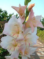 OWIX(Gladiolus)-pink-summer