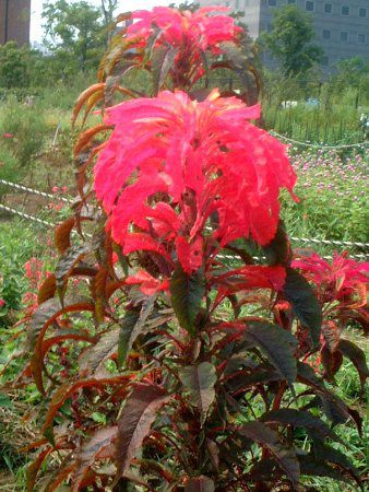 アマランサス Amaranthus かぎけんweb