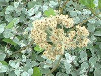 ヘリクリサム ペティオラレ Helichrysum Petiolare かぎけんweb