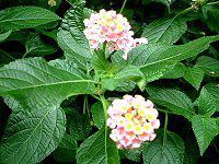 ^i(Lantana)