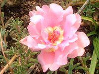 }co{^itOj-pink-summer