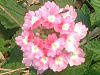 o[xi(Verbena)