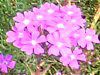 o[xi(Verbena)