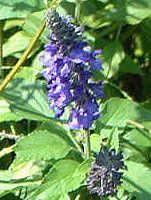 u[TrA(Blue salvia)
