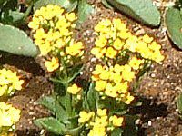 JRG(Kalanchoe)
