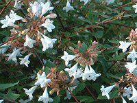 AxA(Abelia)