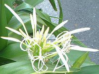 Ni(Crinum)