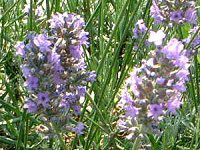 CObVEx_[(English lavender)