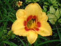 wJX(Hemerocallis)