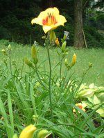 wJX(Hemerocallis)
