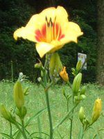 wJX(Hemerocallis)