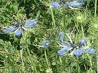 jQ(Nigella)
