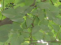 �{�_�C�W��(����)