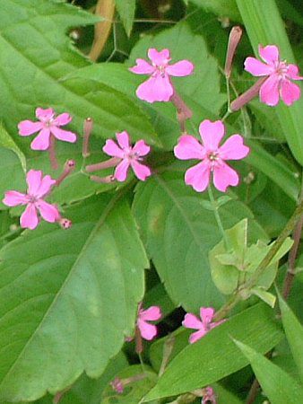ムシトリナデシコ 虫取撫子 かぎけんweb ムシトリナデシコ 虫取撫子 かぎけんweb