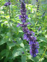 u[TrA(Blue salvia)