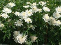 マーガレット・ホワイトムーン(Marguerite 'White moon'）【か