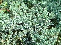 WjyXu[X^[iJuniperus 'Blue star'j