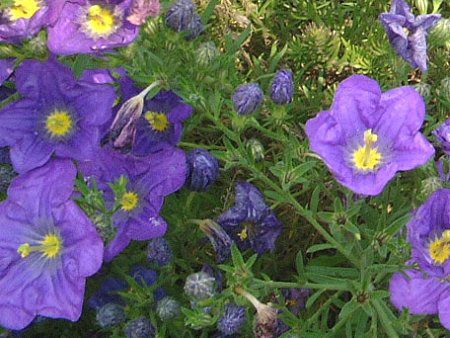 �j�[�����x���M�A�iNierembergia�j