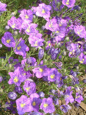 �j�[�����x���M�A�iNierembergia�j