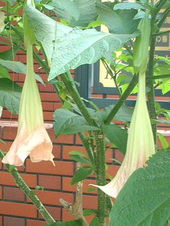 GWFXEgybgEc[(Angel's trumpet tree)
