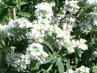 ニガハッカ(苦薄荷)