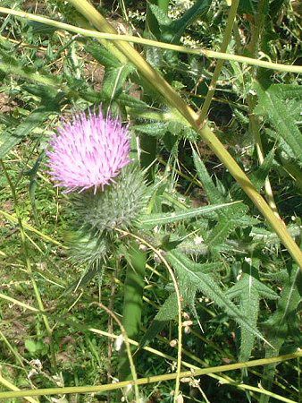 オニアザミ 鬼薊 かぎけんweb