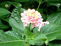 ^i(Lantana)