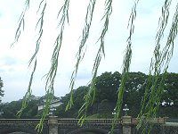 ヤナギ 柳 かぎけんweb ヤナギ 柳 かぎけんweb