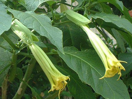 GWFXEgybgEc[(Angel's trumpet tree)