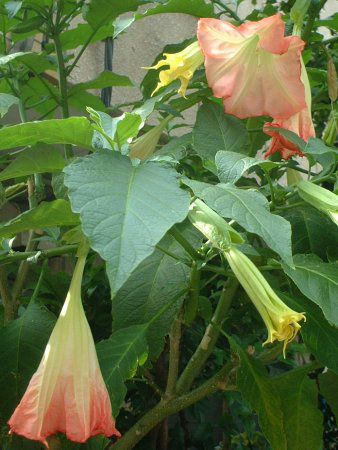 GWFXEgybgEc[(Angel's trumpet tree)