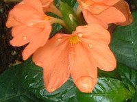 NTh(Crossandra) 