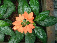 NTh(Crossandra) 