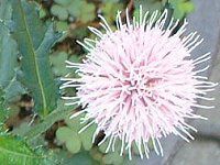 アザミの絵 ノアザミ | Cirsium japonicum | かぎけん花図鑑