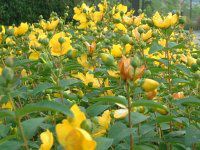 qyJEqhR[g(Hypericum hidcote)