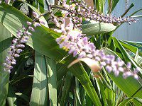 Cordyline stricta